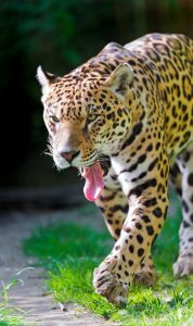 Jaguar