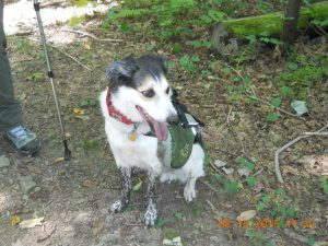 Sparky had to clean up before he was allowed in the tent.