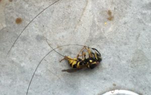 Wasp