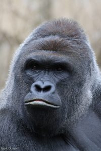 Gorilla